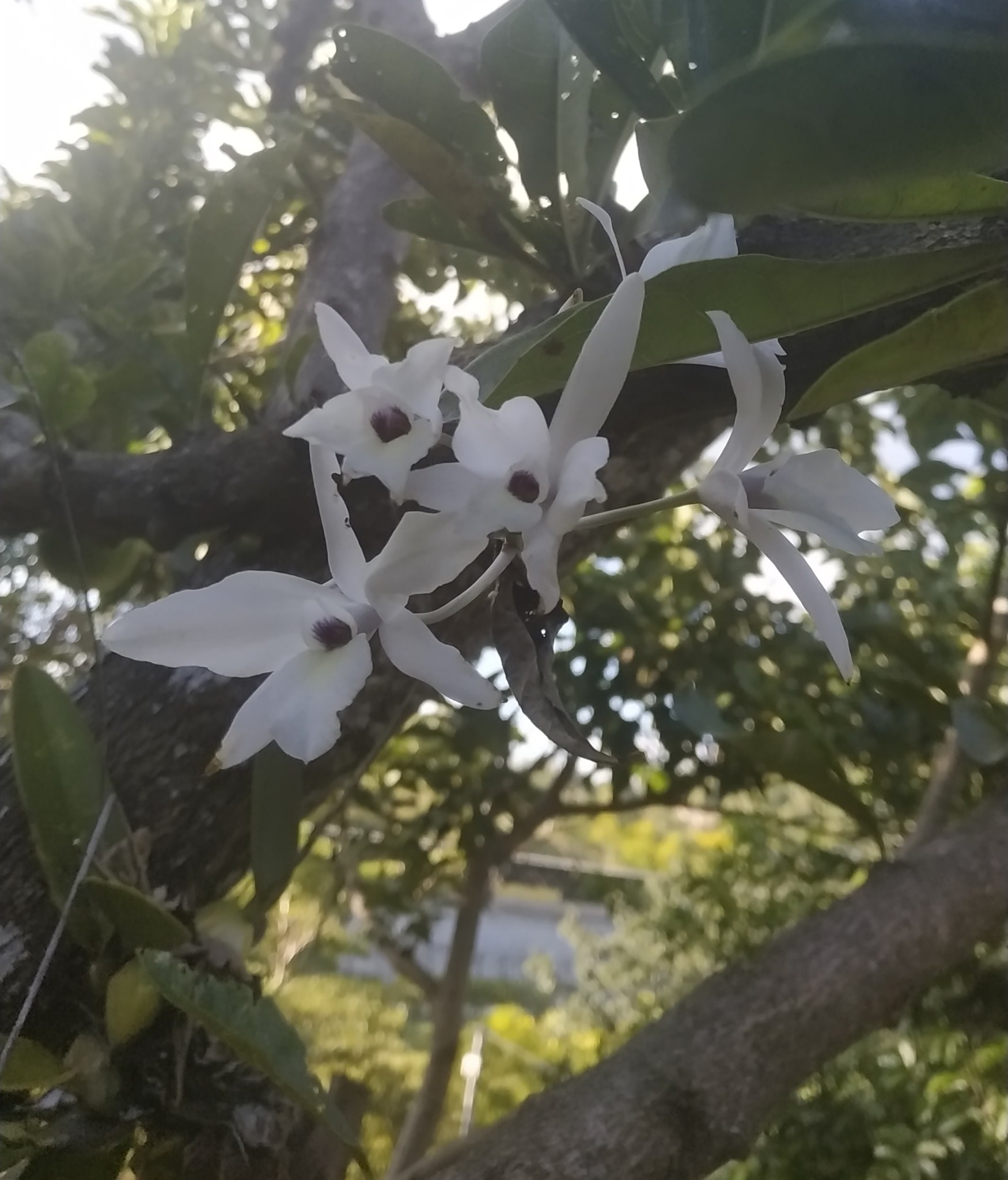 Laelia rubescens alba